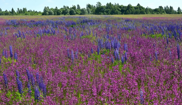 Field of purple and blue wildflowers