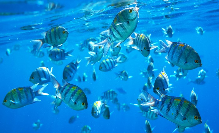 School of Sergeant Major Fish Underwater