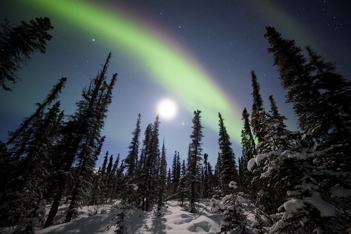 Aurora Borealis over snow-covered trees in Alaska