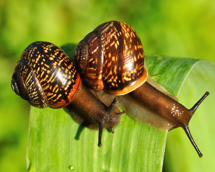 Two Snails on a Leaf