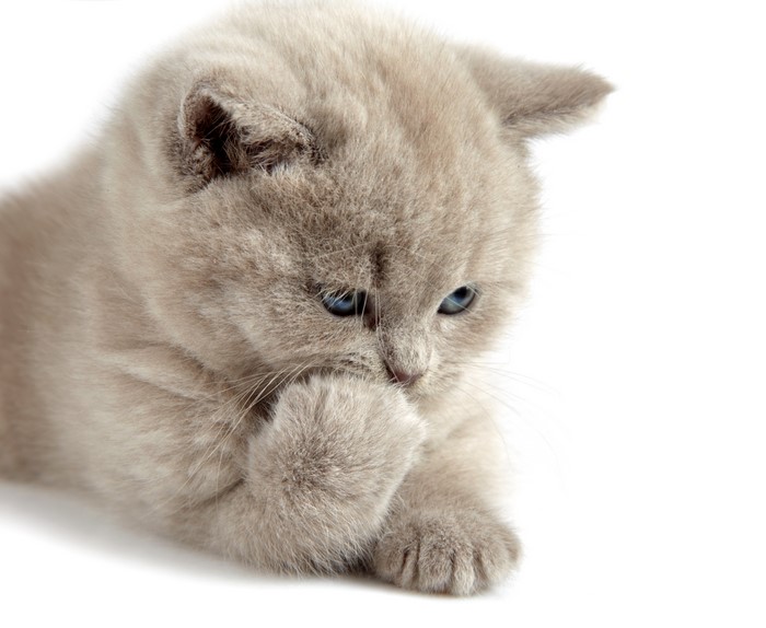 Cute fluffy kitten with blue eyes