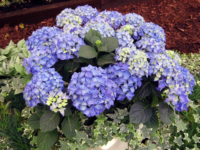 Blue Hydrangea flowers with green foliage and ivy