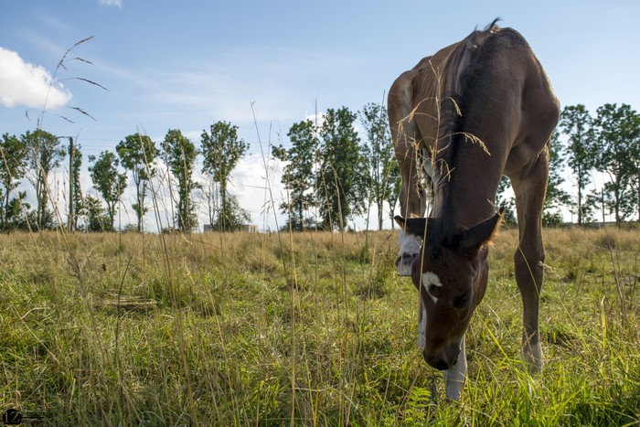 Foal grazing in a grassy field with trees