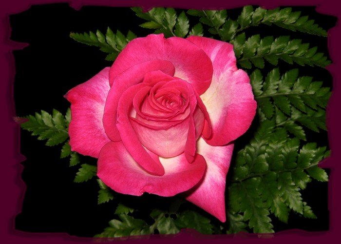 Pink rose with green fern leaves