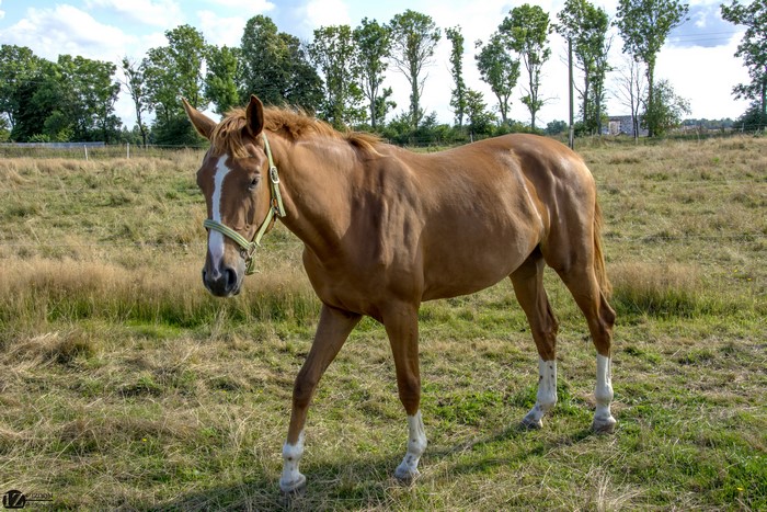 Brown horse with white markings in a field