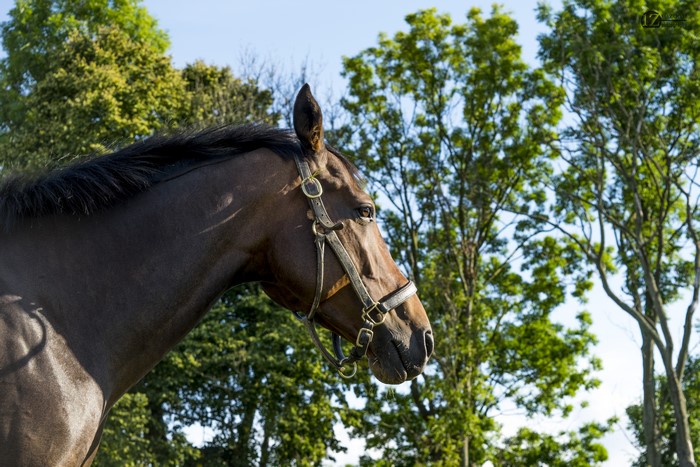 Horse with halter in front of trees