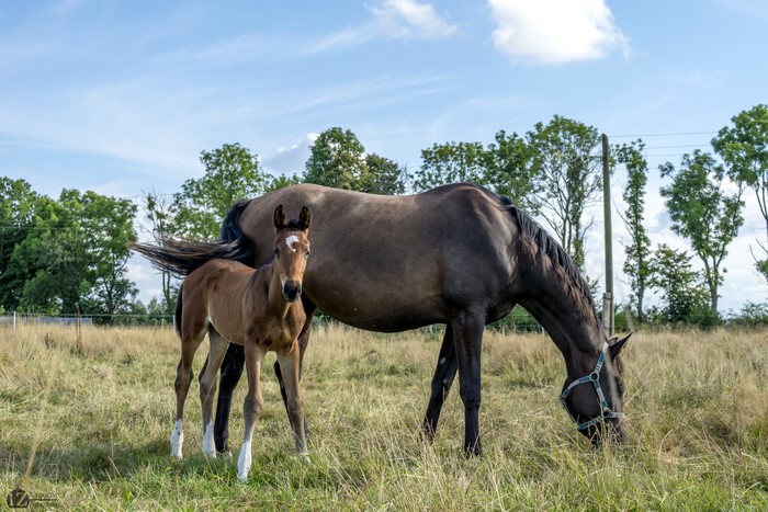 Two horses in a grassy field