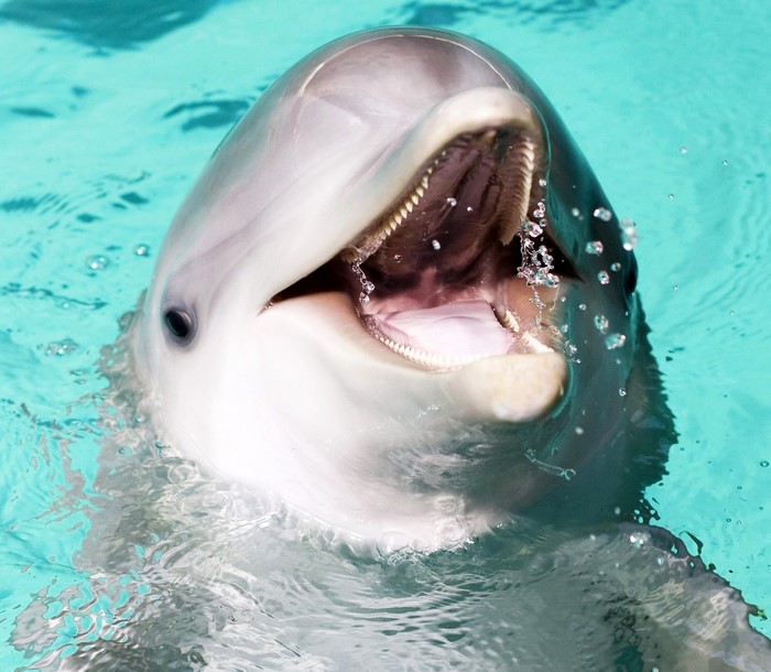 Dolphin swimming in blue water