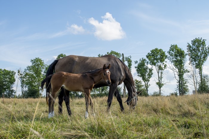 Two horses grazing in a grassy field