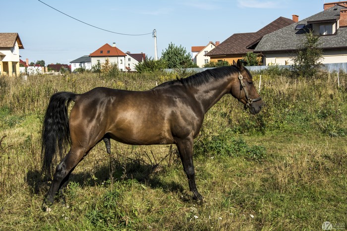 Brown horse in a grassy field with houses in the background