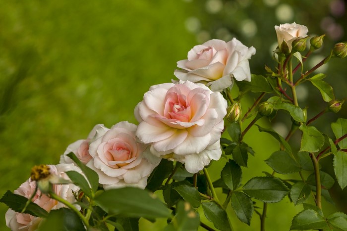 Pale pink roses and buds on a green background