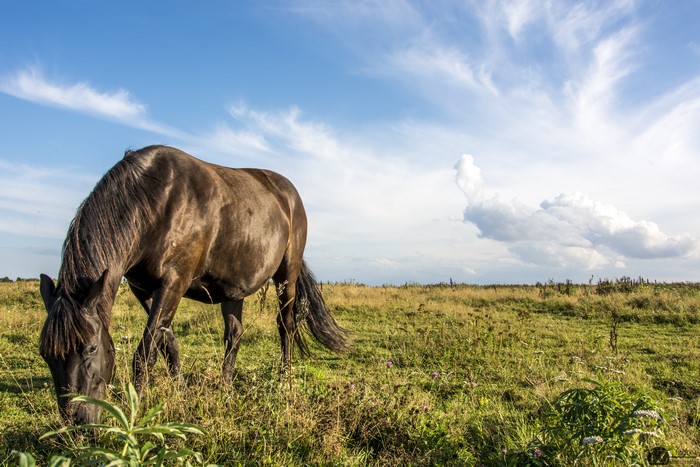 Brown horse grazing in a grassy field under a blue sky