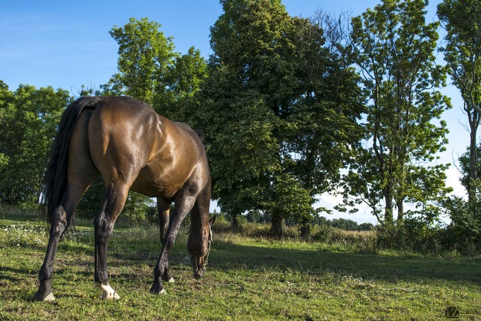 Brown horse grazing in a grassy field with trees