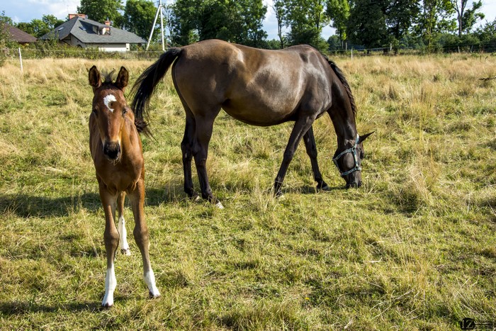 Two horses in a grassy field