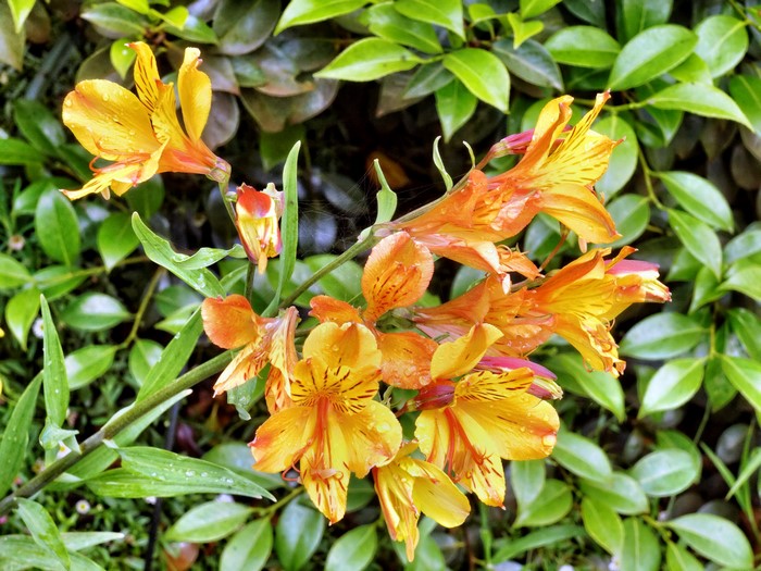 Yellow and orange Alstroemeria flowers with green leaves