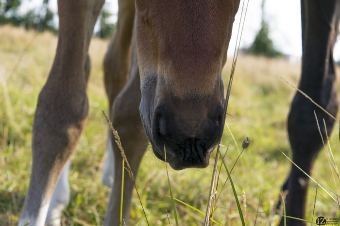 Horses closeup in a field