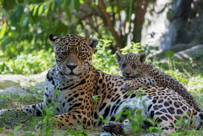 Mother and cub jaguar resting in foliage
