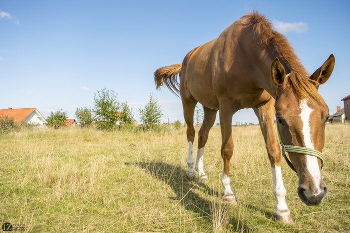 Brown horse grazing in a field with houses