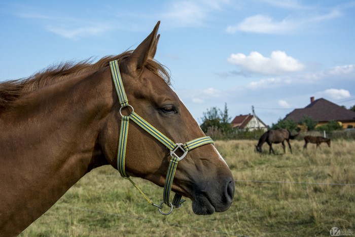 Brown horse with halter in a field