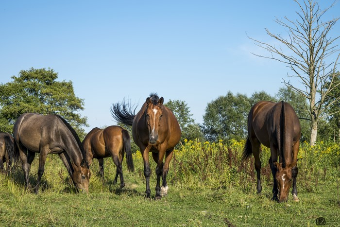 Horses grazing in a grassy field with trees