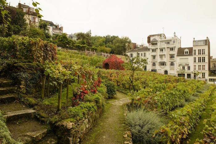 Montmartre Vineyards in Paris, France