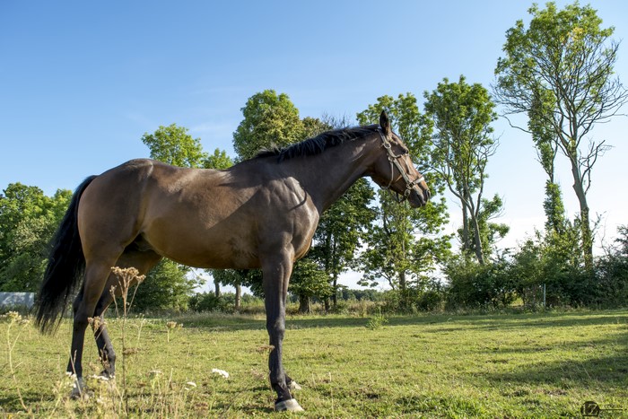 Brown horse in a grassy field with trees