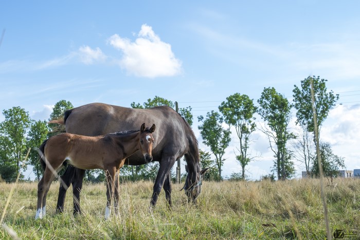 Horses in a grassy field with trees