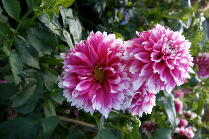 Two pink and white dahlias in bloom