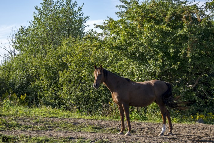 Brown horse standing in front of trees