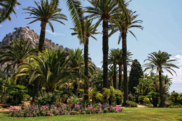 Palm trees and flowers in Menton, France