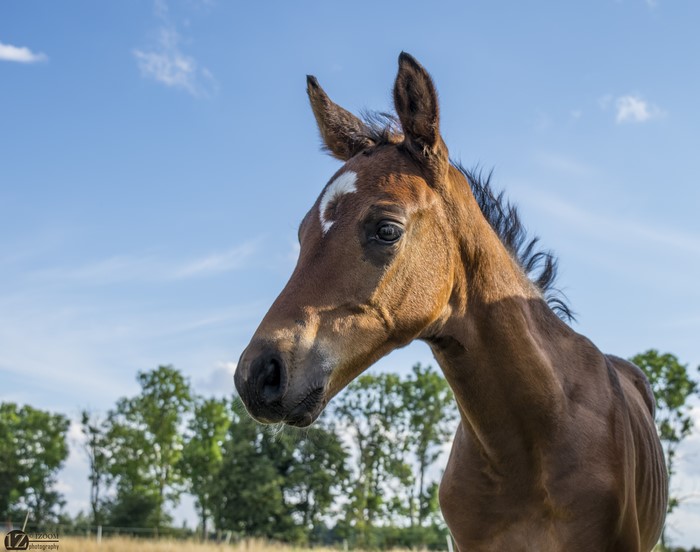 Brown foal with white marking on forehead