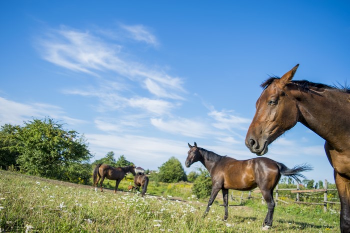 Horses in a grassy field under a blue sky