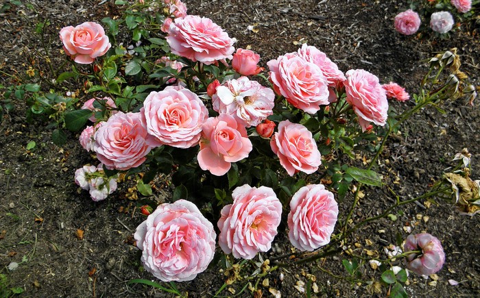 Pink Roses in Bloom