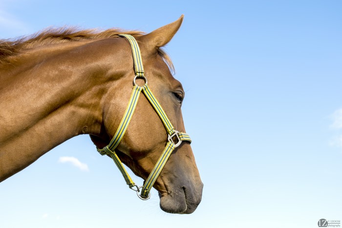 Horse Head with Halter Against Blue Sky
