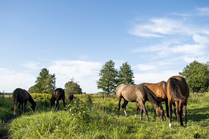 Horses grazing in a grassy field under a blue sky