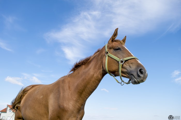 Brown horse with halter against blue sky