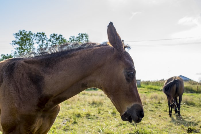 Horses in a field