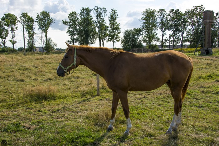 Brown horse in a grassy field with trees