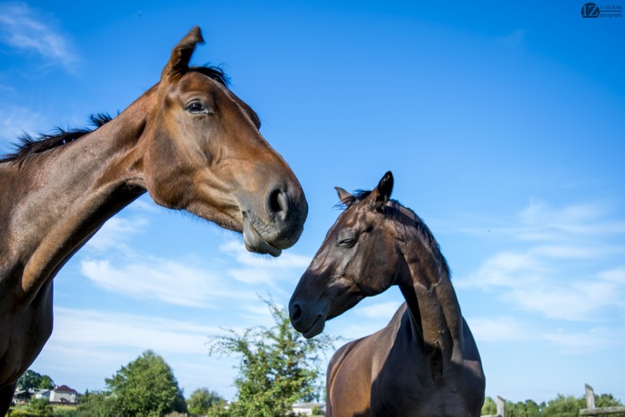 Two Horses in a Field Under a Blue Sky