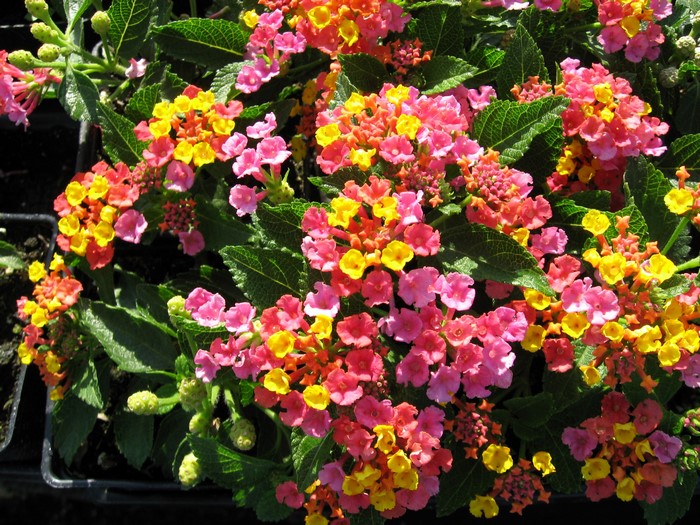 Colorful Verbena Flowers in Bloom