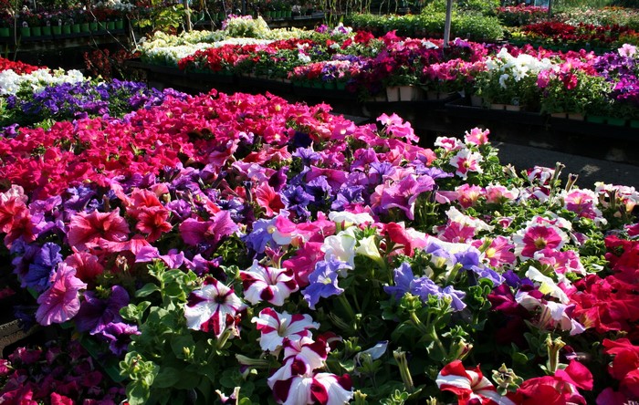 Many colorful petunias in a garden center