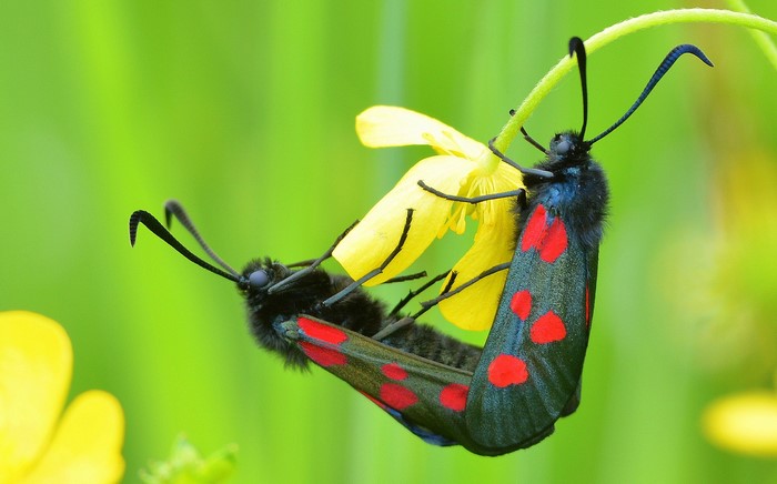 Two Six-spot Burnet moths mating on a flower