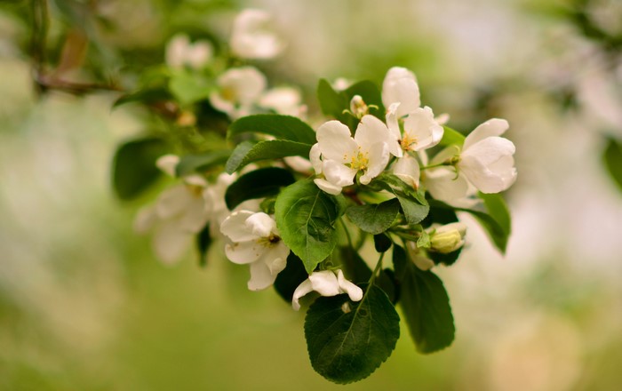 White apple blossoms on a branch