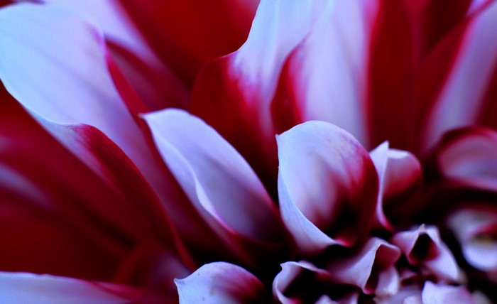 Close-up of red and white flower petals