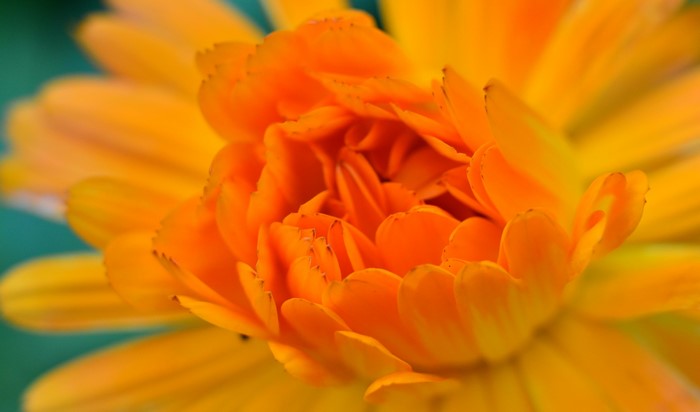 Close-up of an orange Calendula flower