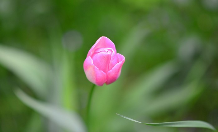 Pink tulip bud with green background