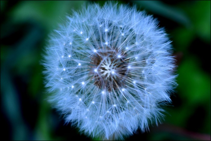 Close-up of a Dandelion seed head