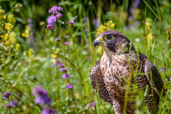 Peregrine Falcon in a field of flowers