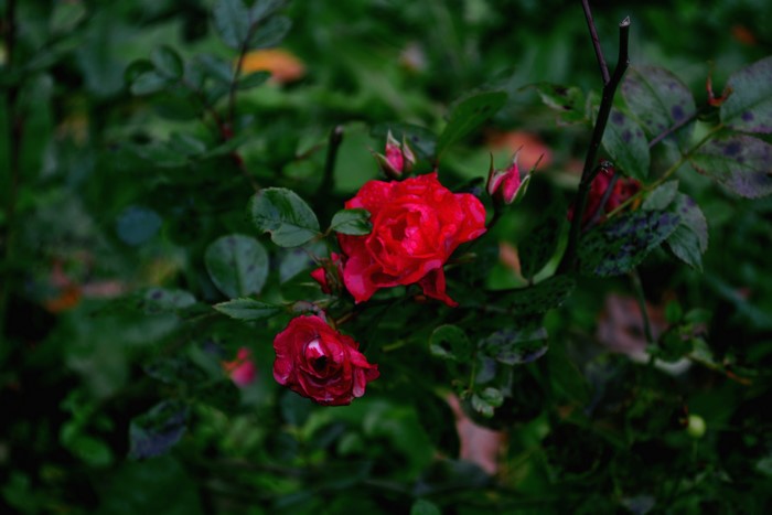 Red Roses on a Bush