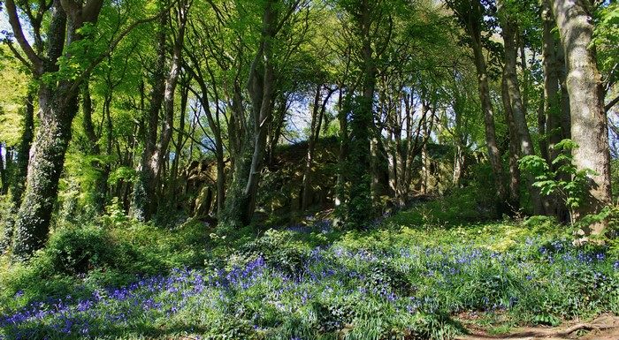 4K Scrabo Country Park Ireland Trees Grass